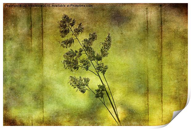  Flowering Grass Print by LIZ Alderdice