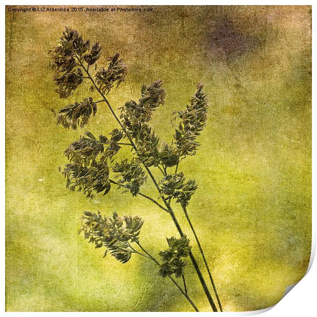 Grass Flower (3) Print by LIZ Alderdice