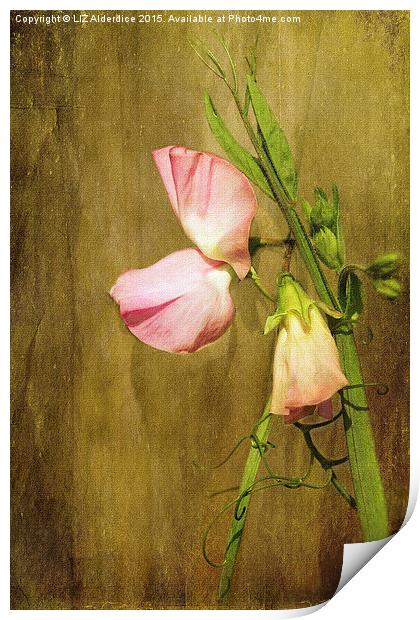  Pink Sweet Pea Print by LIZ Alderdice