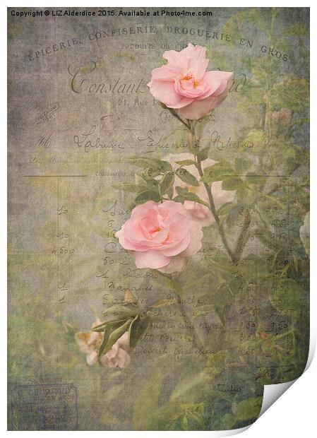  Vintage Rose Poster Print by LIZ Alderdice