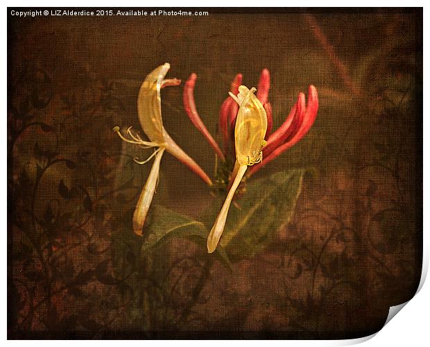  Honeysuckle Time Print by LIZ Alderdice