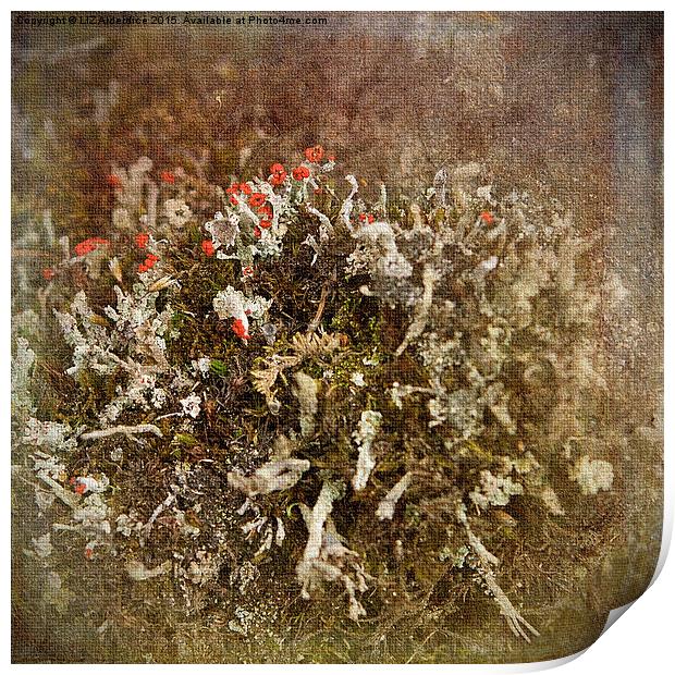  British Soldier Lichen Print by LIZ Alderdice