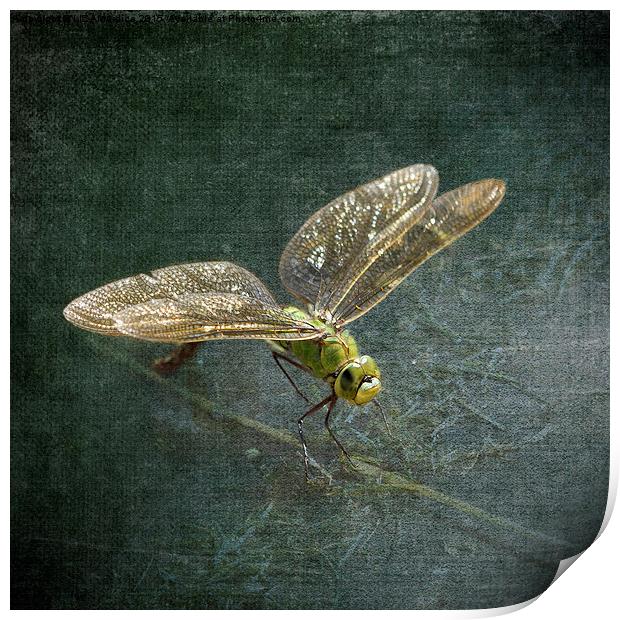 Emperor Dragonfly  Print by LIZ Alderdice