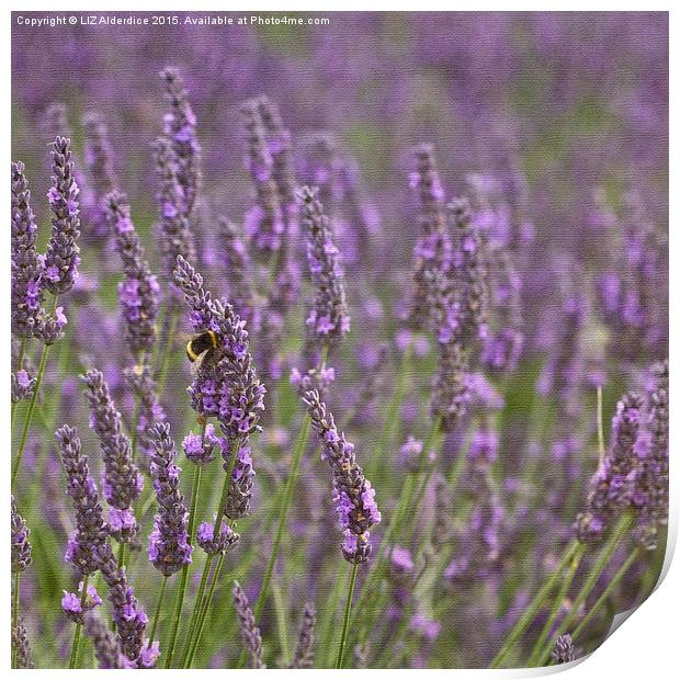  Lavender  Print by LIZ Alderdice