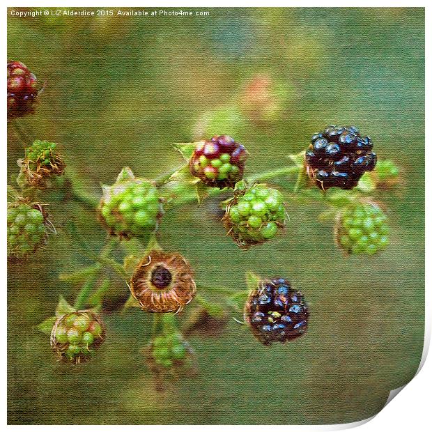  Blackberry Time Print by LIZ Alderdice