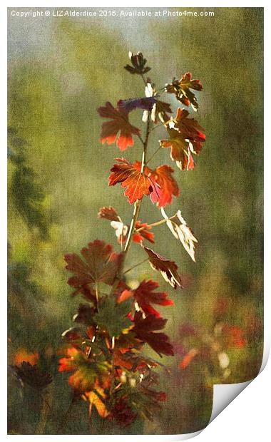  Autumnal Currant Print by LIZ Alderdice