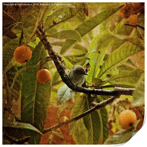  Juvenile Blackcap  Print by LIZ Alderdice