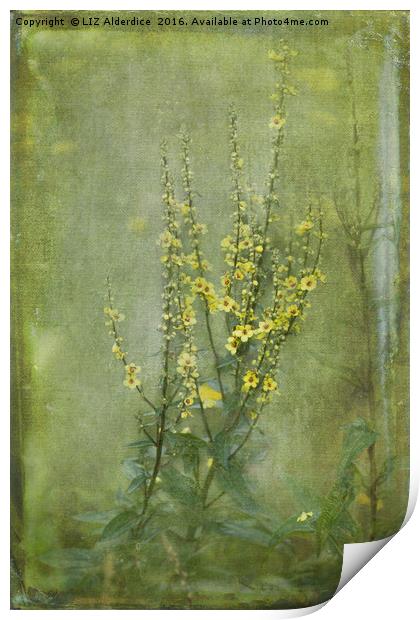 Yellow Verbascum Flowers Print by LIZ Alderdice