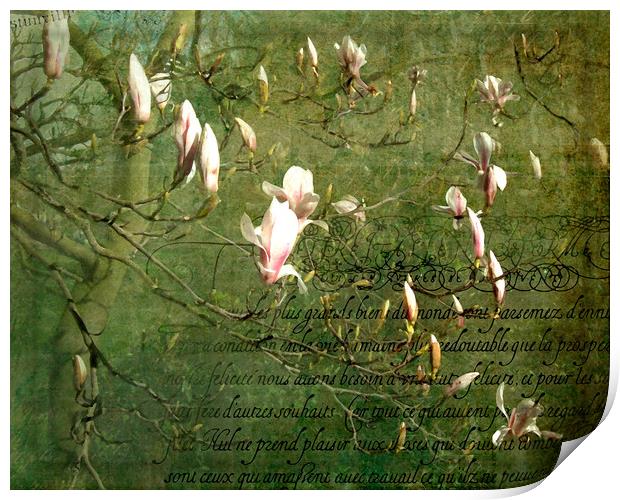 Magnolia Blossom Print by LIZ Alderdice