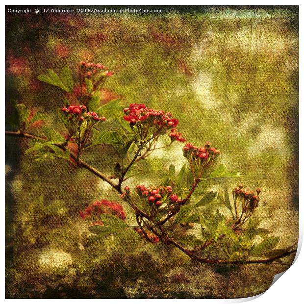 Pink Hawthorn in Flower Print by LIZ Alderdice