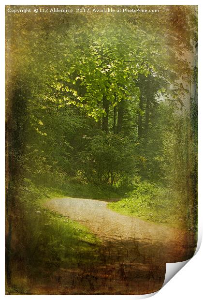 Woodland Path at Haddo Print by LIZ Alderdice