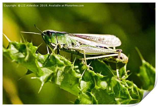 Green Grasshopper  Print by LIZ Alderdice