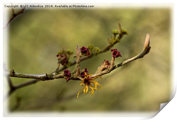 Witch Hazel Print by LIZ Alderdice