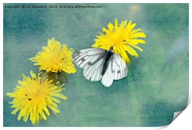 Green Veined White Print by LIZ Alderdice