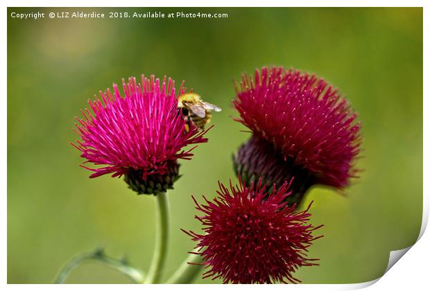 Plume Thistle and Bee Print by LIZ Alderdice