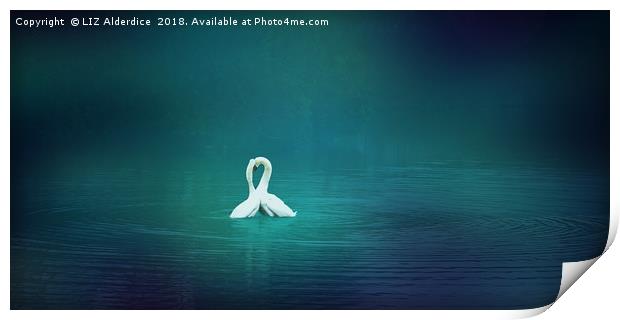 Loving Swans at Strichen Print by LIZ Alderdice