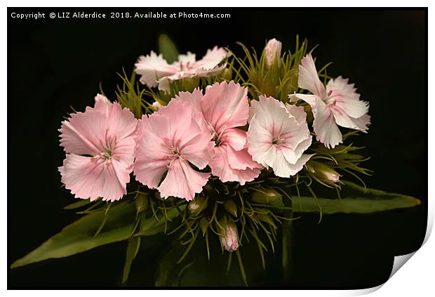 Pale Pink Dianthus on Black Print by LIZ Alderdice