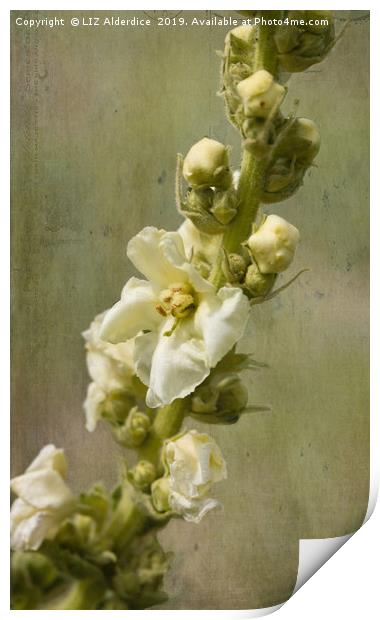 Verbascum Flowers Print by LIZ Alderdice