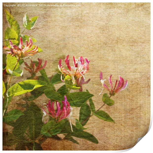 Honeysuckle Flowers Print by LIZ Alderdice