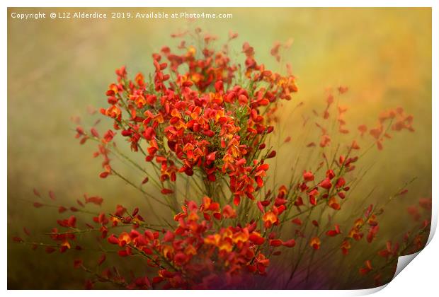 Red Broom in Bloom Print by LIZ Alderdice
