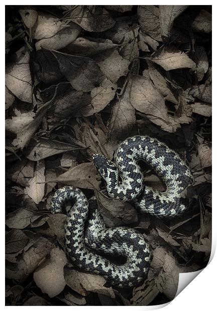 European Adder Print by Natures' Canvas: Wall Art  & Prints by Andy Astbury