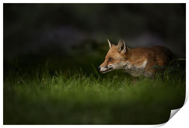 Fox on High Alert Print by Natures' Canvas: Wall Art  & Prints by Andy Astbury