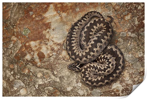 Female European Adder on Sandstone Print by Natures' Canvas: Wall Art  & Prints by Andy Astbury