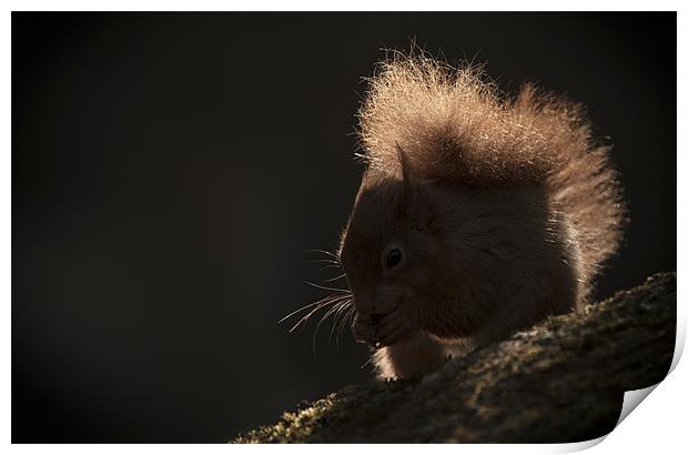 Red Squirrel Print by Natures' Canvas: Wall Art  & Prints by Andy Astbury