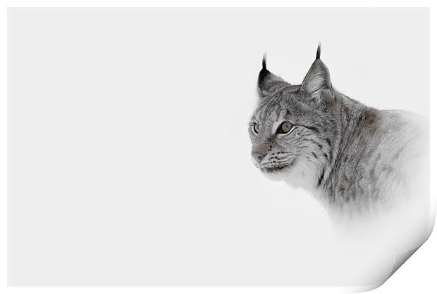 Hi Key Lynx Print by Natures' Canvas: Wall Art  & Prints by Andy Astbury