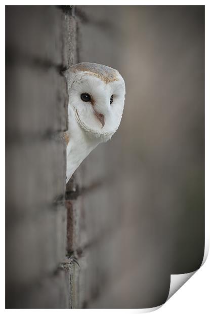 Barn Owl portrait Print by Natures' Canvas: Wall Art  & Prints by Andy Astbury