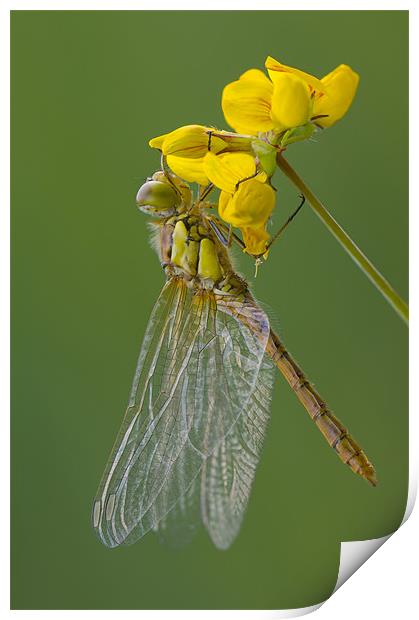 Common Darter Dragonfly Print by Natures' Canvas: Wall Art  & Prints by Andy Astbury