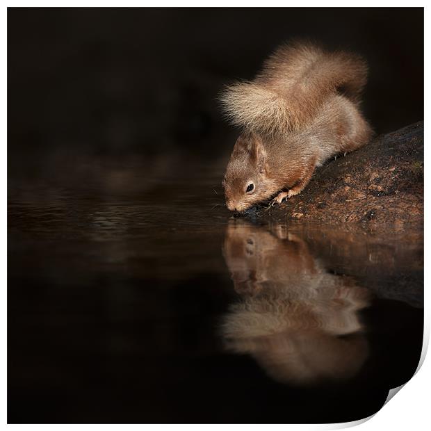 Red Squirrel Reflection Print by Natures' Canvas: Wall Art  & Prints by Andy Astbury
