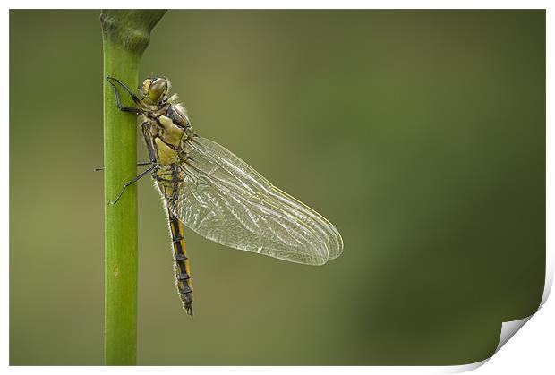 Four Spotted Chaser Print by Natures' Canvas: Wall Art  & Prints by Andy Astbury