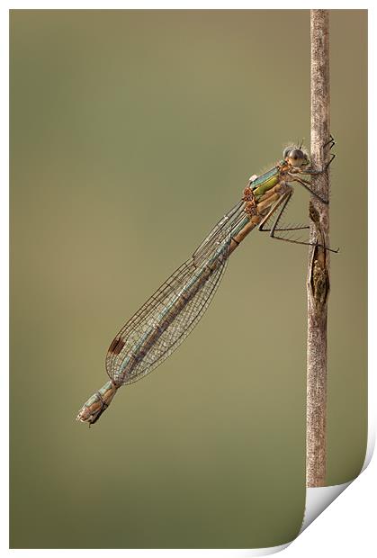 Female Emerald Damselfly Print by Natures' Canvas: Wall Art  & Prints by Andy Astbury