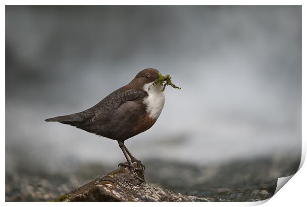 Derbyshire Dipper Print by Natures' Canvas: Wall Art  & Prints by Andy Astbury