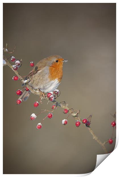 Robin's Berries Print by Natures' Canvas: Wall Art  & Prints by Andy Astbury