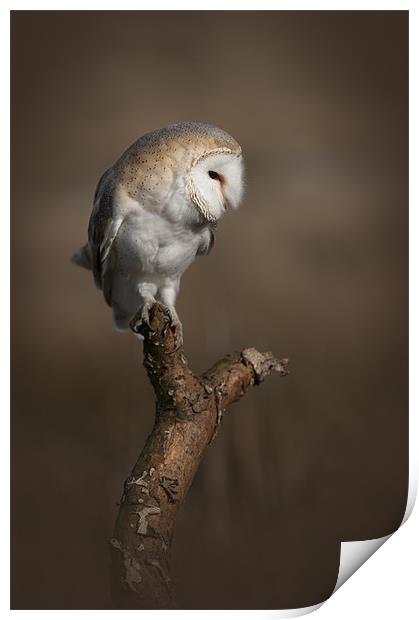 Barn Owl Print by Natures' Canvas: Wall Art  & Prints by Andy Astbury
