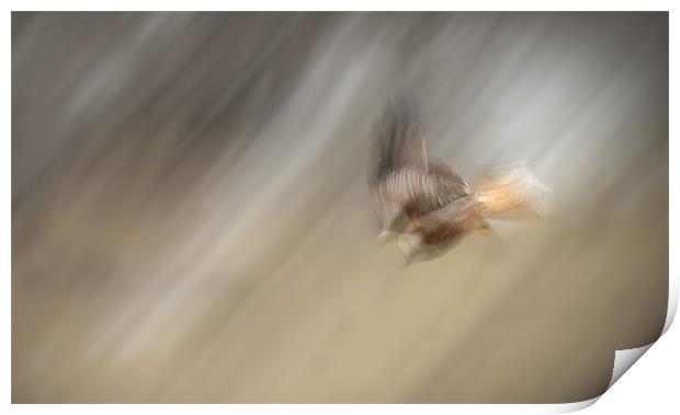 Diving Kite Print by Natures' Canvas: Wall Art  & Prints by Andy Astbury