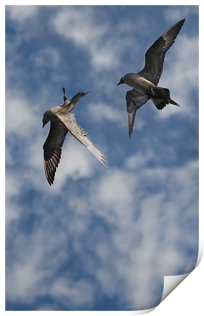 Arctic Skuas Print by Natures' Canvas: Wall Art  & Prints by Andy Astbury