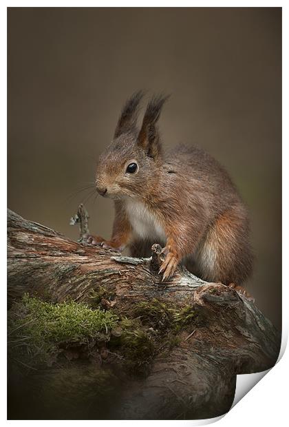 I'm cute.....so Feed Me Print by Natures' Canvas: Wall Art  & Prints by Andy Astbury