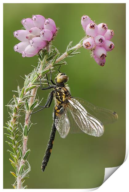 WHITE-FACED DARTER DRAGONFLY Print by Natures' Canvas: Wall Art  & Prints by Andy Astbury