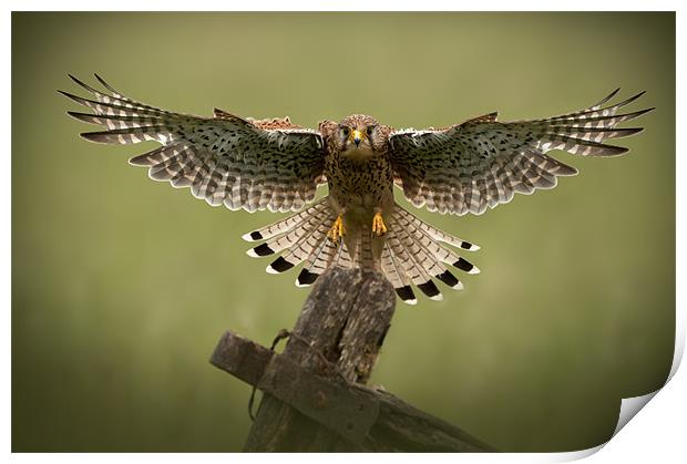 Final Approach (Springwatch red button) Print by Natures' Canvas: Wall Art  & Prints by Andy Astbury