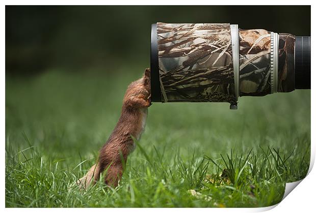 Red Squirrel inspecting a camera lens. Print by Natures' Canvas: Wall Art  & Prints by Andy Astbury