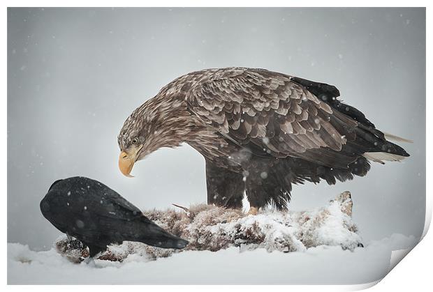 Eagle and Raven Print by Natures' Canvas: Wall Art  & Prints by Andy Astbury