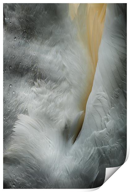 Feeding Swan Print by Natures' Canvas: Wall Art  & Prints by Andy Astbury