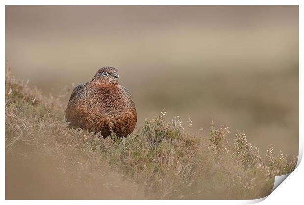Red Grouse Print by Natures' Canvas: Wall Art  & Prints by Andy Astbury