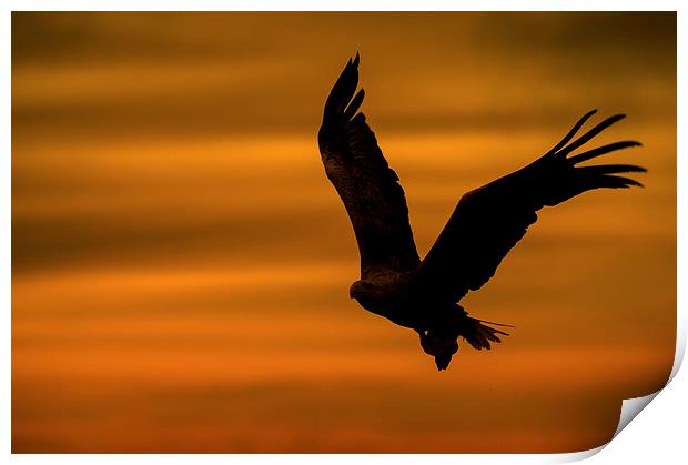 Eagle Silhouette Print by Natures' Canvas: Wall Art  & Prints by Andy Astbury