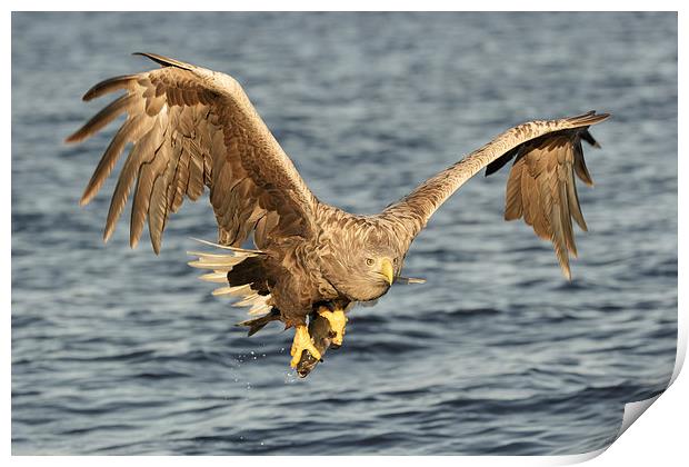 Eagle with catch Print by Natures' Canvas: Wall Art  & Prints by Andy Astbury