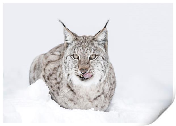 Lynx Wild Cat Print by Natures' Canvas: Wall Art  & Prints by Andy Astbury