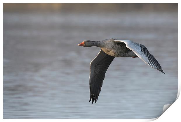 Greylag Goose in Flight. Print by Natures' Canvas: Wall Art  & Prints by Andy Astbury